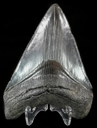 Serrated, Fossil Megalodon Tooth - Georgia #51022